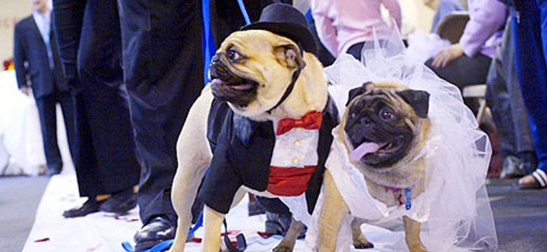 Pug Bride and Groom