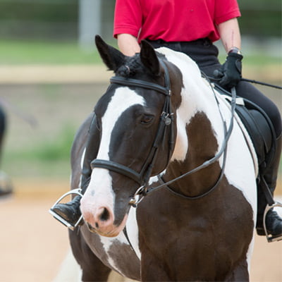 Wellington Riding Wellington Riding