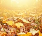 Autumn walks