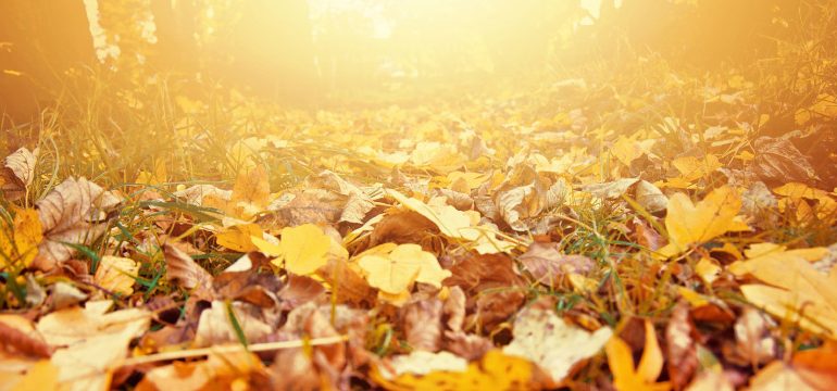 Autumn walks