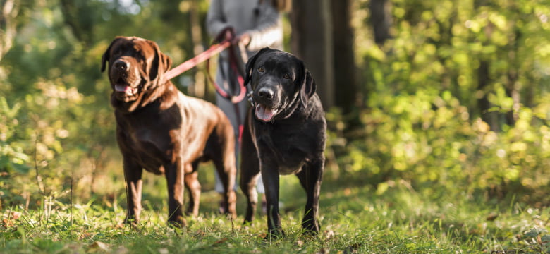 Dog walk